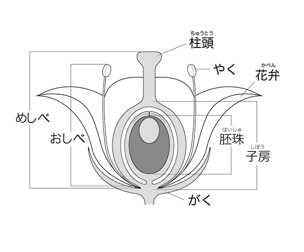 やく(葯)